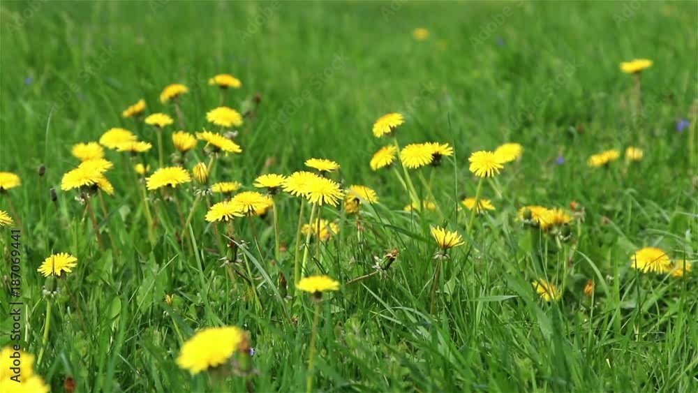 Blooming dandelions, summer field flowers, nature background.
Blooming dandelions, summer field flowers, nature background.