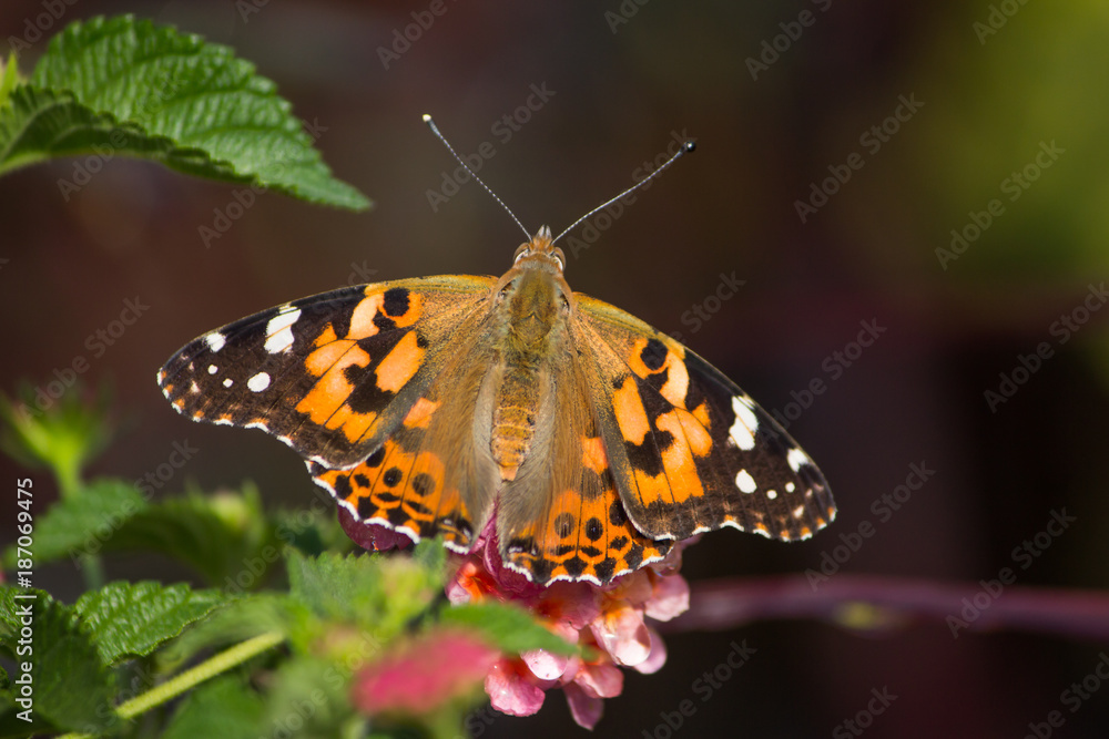 Painted lady butterfly with outstretched wings, pointed antennae perched on a pink flower Painted lady butterfly with outstretched wings, pointed antennae perched on a pink flower