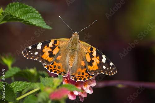 Painted lady butterfly with outstretched wings, pointed antennae perched on a pink flower