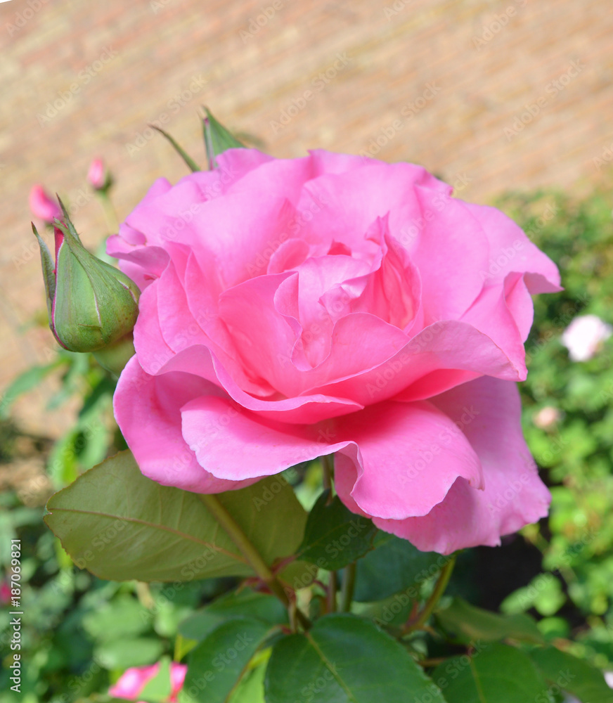 Beautiful pink rose in a garden