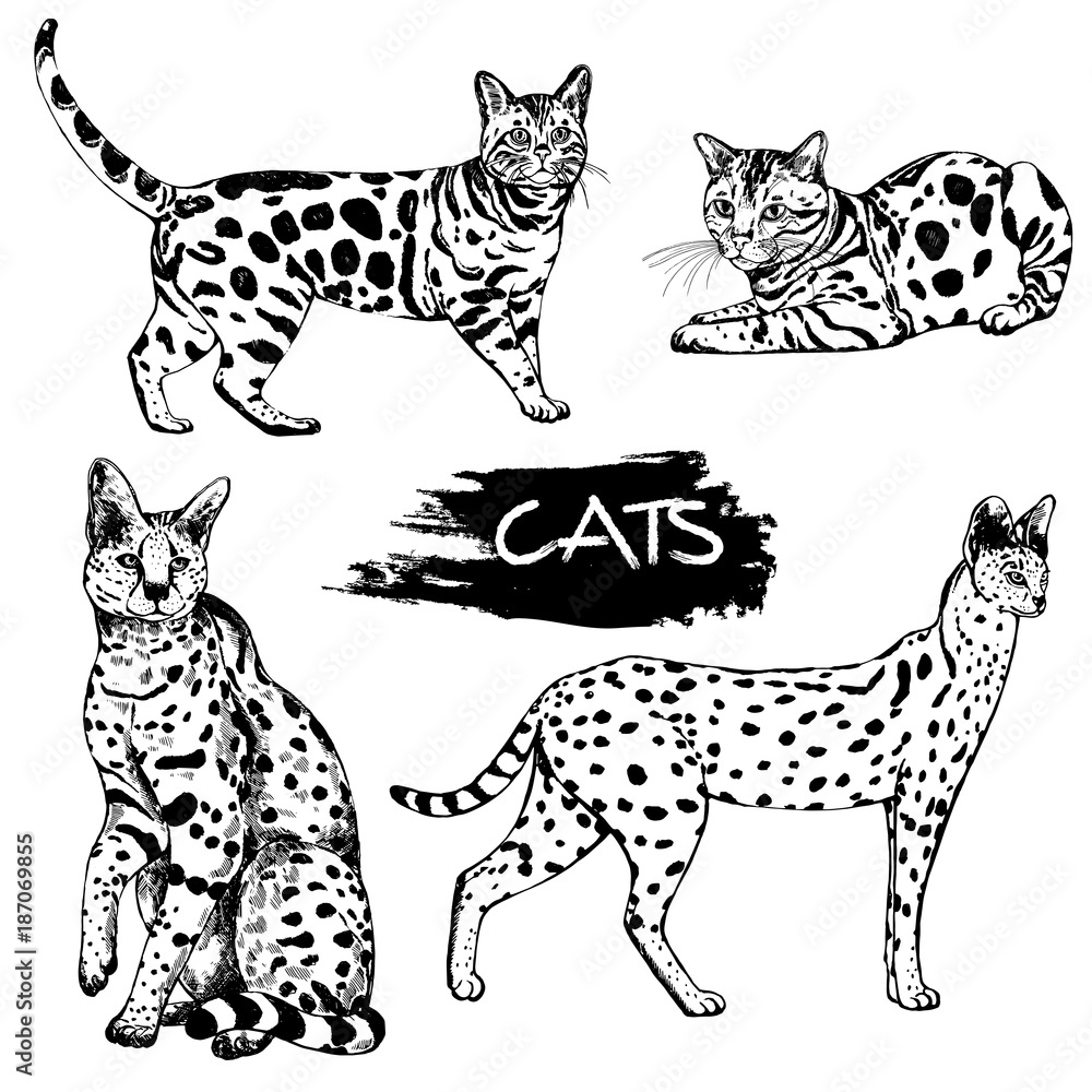 Hand drawn sketch style bengal cats and servals. Vector illustration isolated on white background.