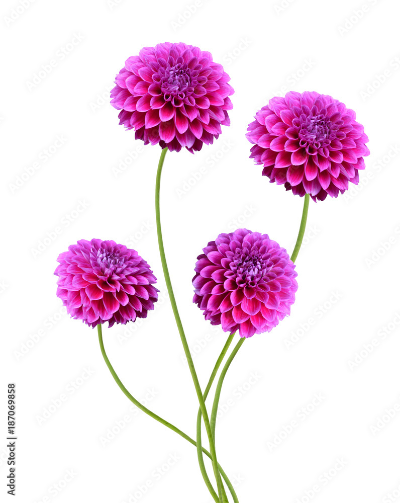 Beautiful Pink Nancilee Dahlia Flower with Yellow Center Isolated on White Background or Aster Family Beautiful Pink Nancilee Dahlia Flower with Yellow Center Isolated on White Background or Aster Family