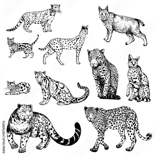 Hand drawn sketch style clouded leopard, bengal cat, leopard, serval, lynx and snow leopard. Vector illustration isolated on white background.