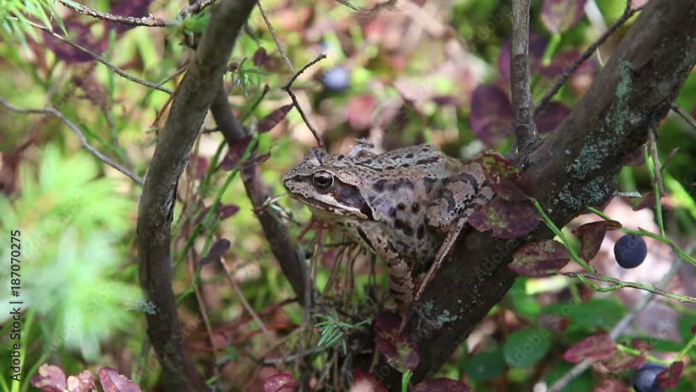 Forest frog in native habitat
Forest frog in native habitat