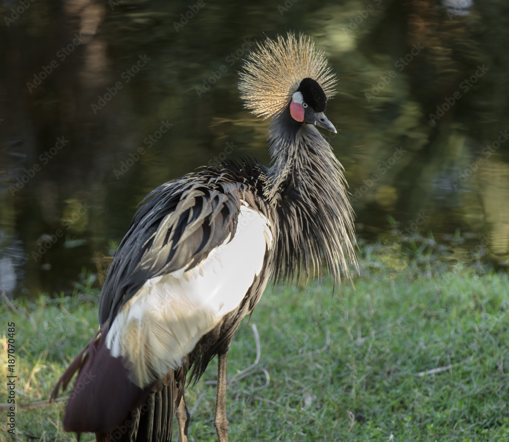 Fototapeta premium black crowned crane in the wetlands
