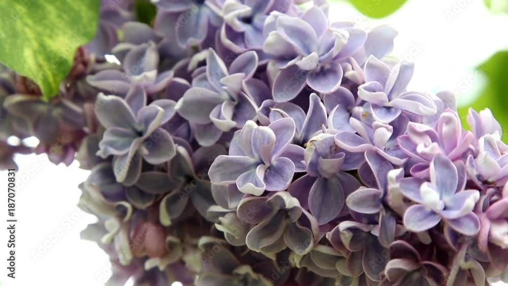 Blossoming Syringa vulgaris bush Blossoming Syringa vulgaris bush