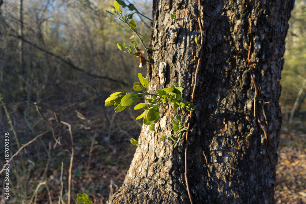 Obraz premium Молодая зелёная ветка на стволе старого дерева в солнечный зимний день в городском парке в Далласа, штат Техас