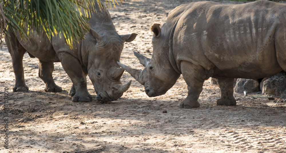 male and female rhino touching horns male and female rhino touching horns