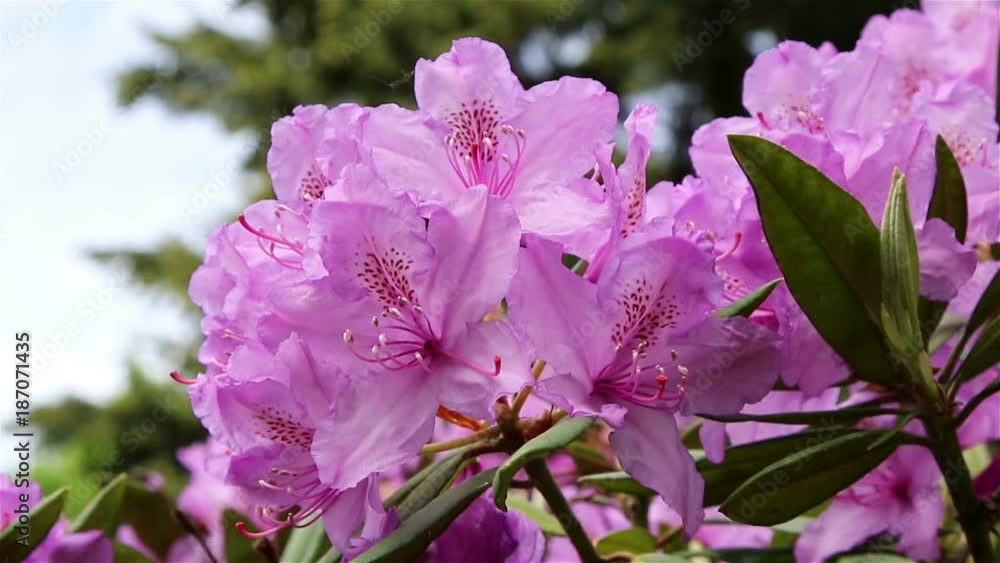Blossoming rhododendron in the garden. Blossoming rhododendron in the garden.