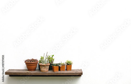 Flower on shelves on white wall background with free copy space for your creativity ideas text.