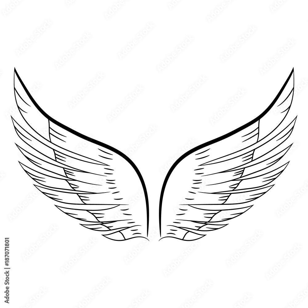 sketch of a pair of white wings. Vector illustration. Hand drawing