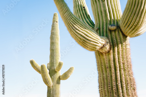 DESERT 14