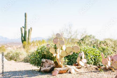 DESERT 12