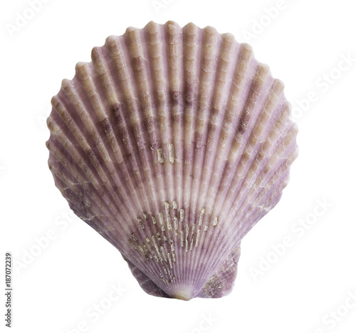 Scallop seashell isolated on white