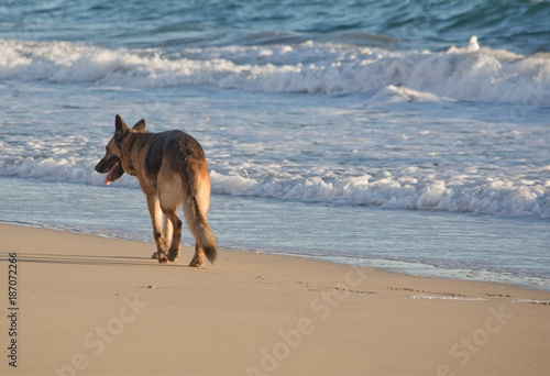 German Shepherd dog plays on the beach © artesiawells