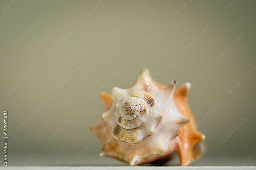 Obraz premium Single seashell big and isolated