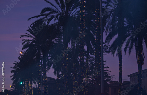 Light decorated palm trees on Paseo Maritimo © artesiawells
