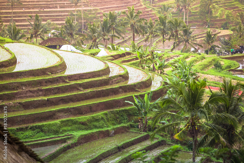 beautiful view of traditional paddy field in Bali Indonesia beautiful view of traditional paddy field in Bali Indonesia