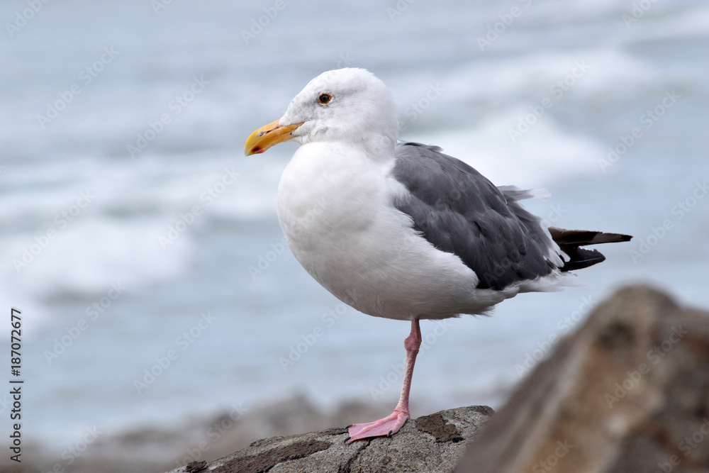 Seagull One Leg 02