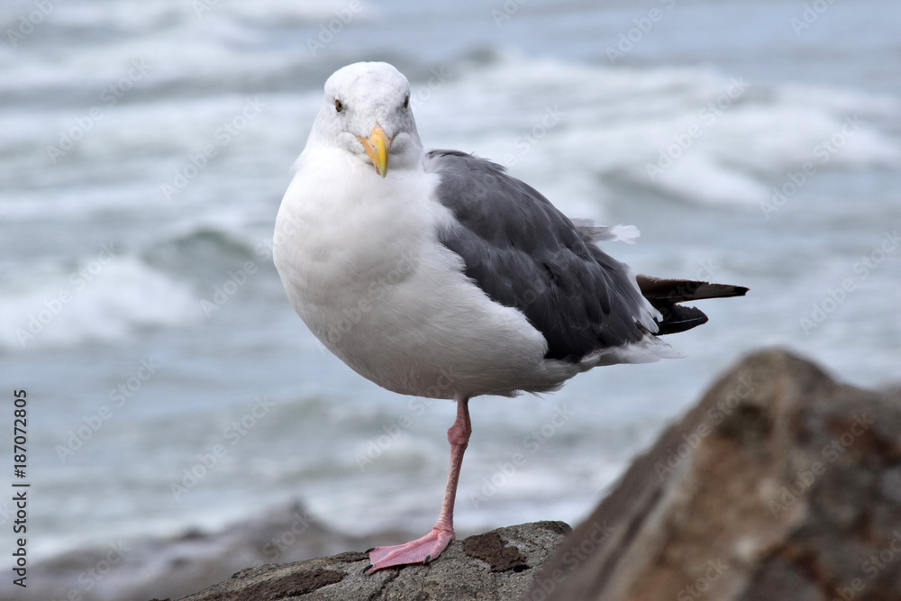 Seagull Looks Seagull Looks