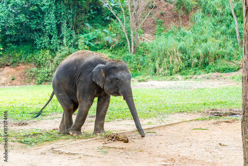 elephant at Chiang Mai  Thailand