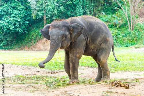 elephant at Chiang Mai, Thailand