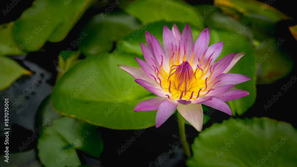 Beautiful pink waterlily or lotus flower in pond Beautiful pink waterlily or lotus flower in pond