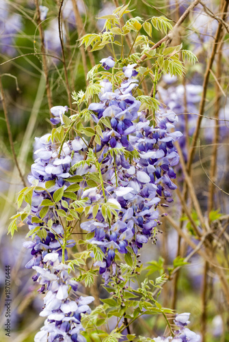 Wisteria Blooming