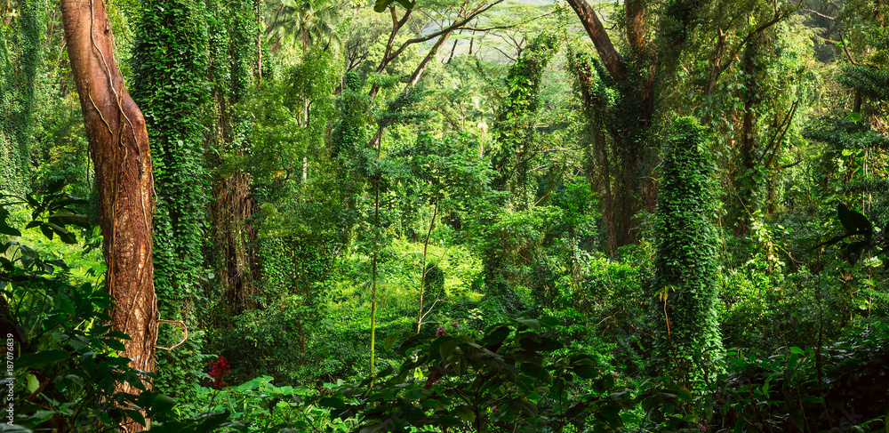 Naklejka premium Tropikalna dżungla