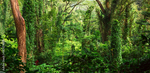 Fototapeta Naklejka Na Ścianę i Meble -  Tropical jungle