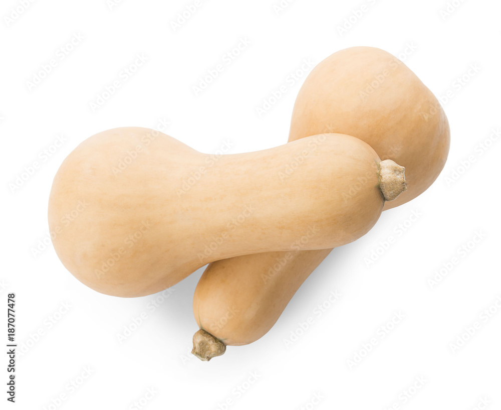 butternut squash isolated on white background butternut squash isolated on white background