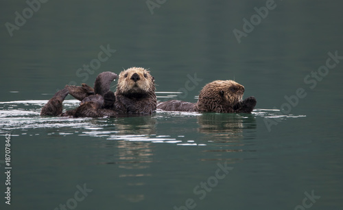 Sea Otters in Alaska © mscornelius