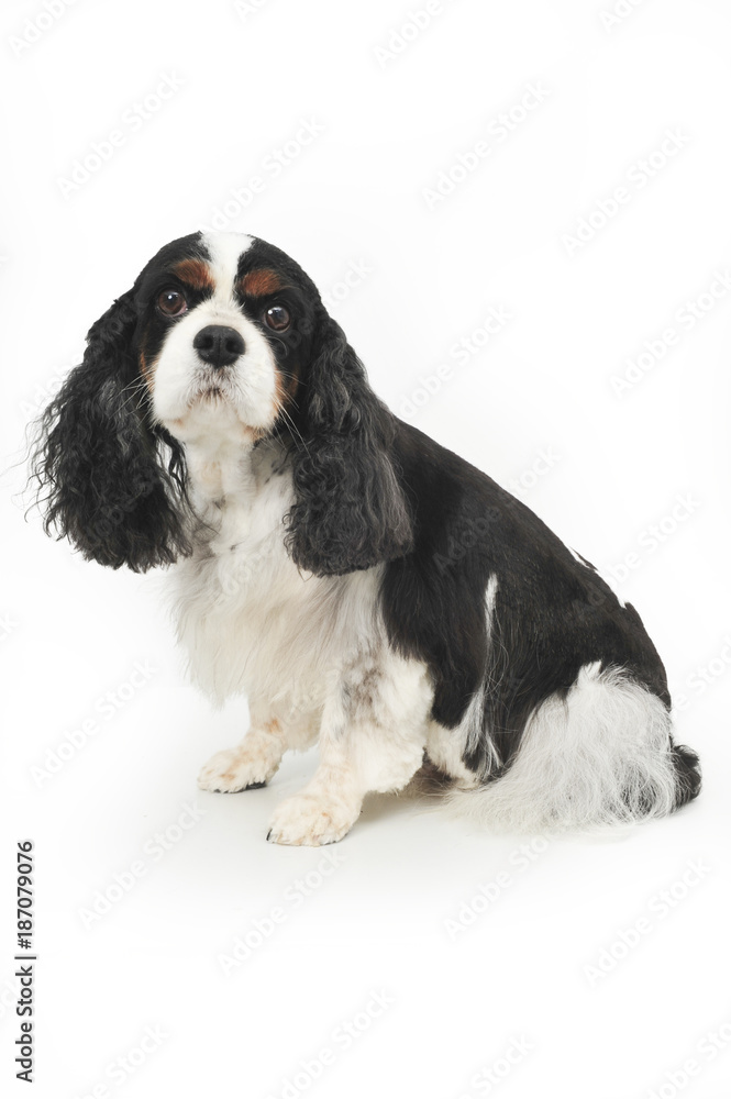 King Charles Cavalier staring blankly into camera King Charles Cavalier staring blankly into camera