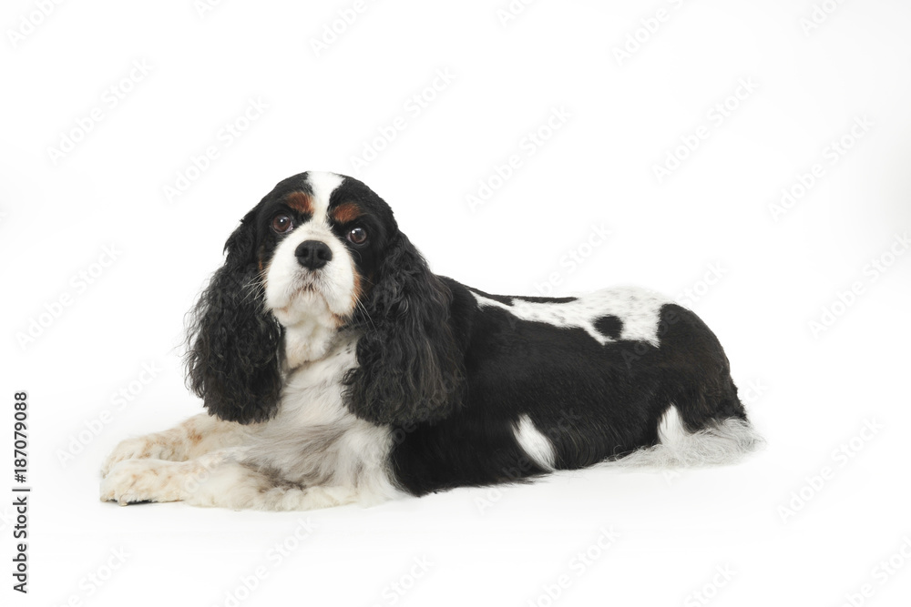 King Charles Cavalier laying down looking at camera - obrazy, fototapety, plakaty 