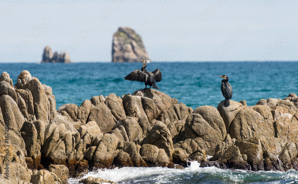 Gamov peninsula in the Russian Far East. Seabirds cormorants on the rocks in the sea.