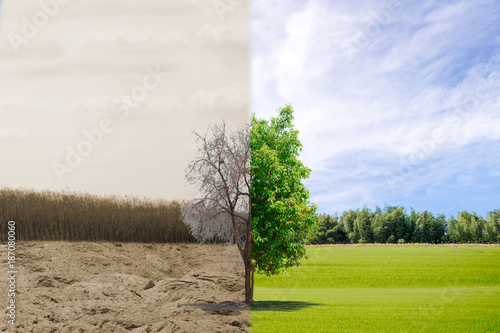 Ecology concept tree forest drought and forest refreshing