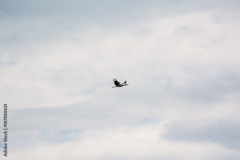 Stork in the sky
