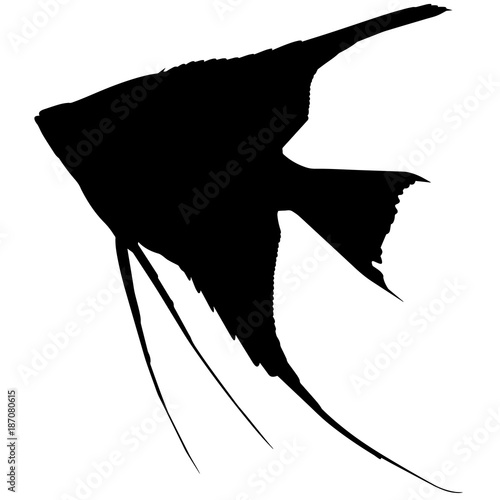 Angel fish