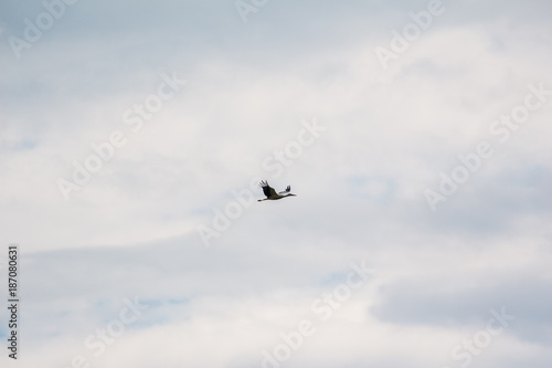 Stork in the sky © Zayne C.