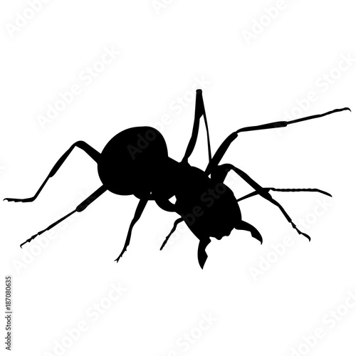 Ant