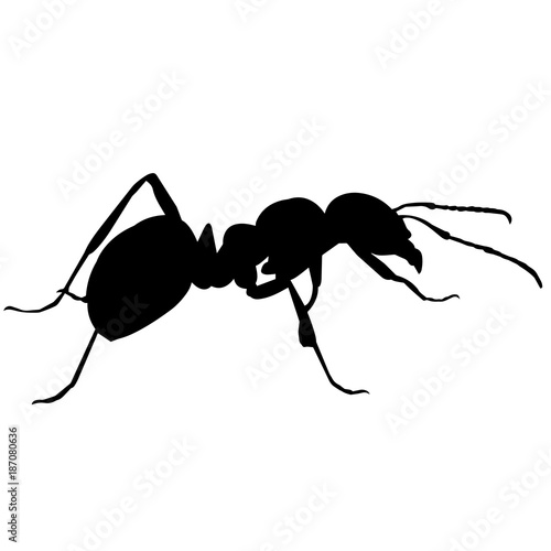 Ant