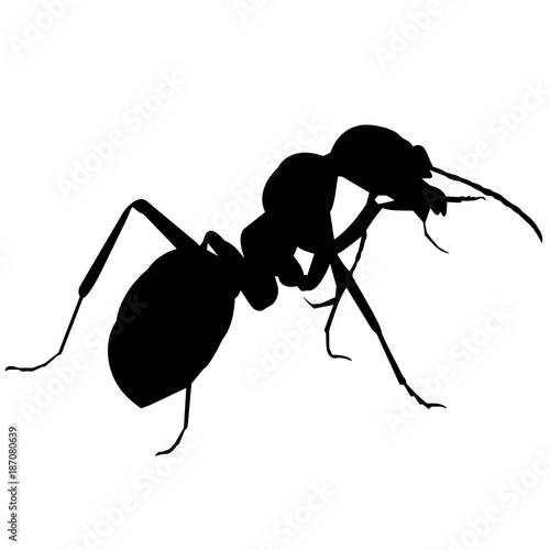 Ant