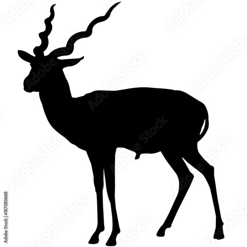 Canvas Print Antelope