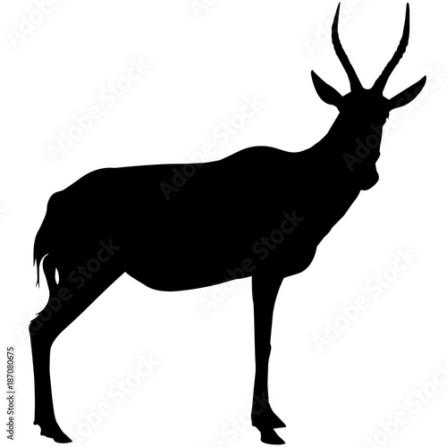 Canvas Print Antelope
