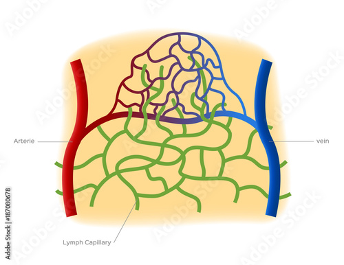 Capillary fluid exchange