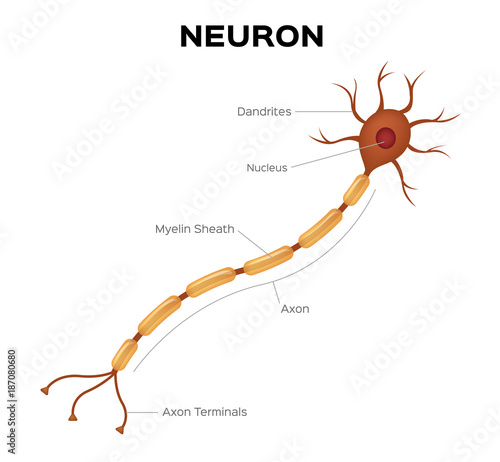 Neuron anatomy vector . infographic