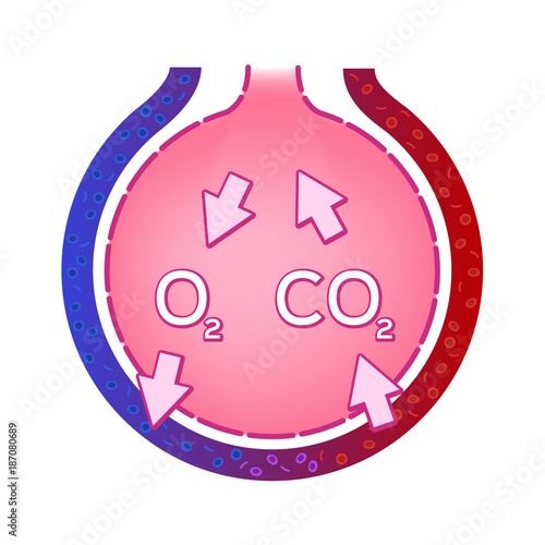 Alveolus in lung. gas exchange vector . anatomy concept