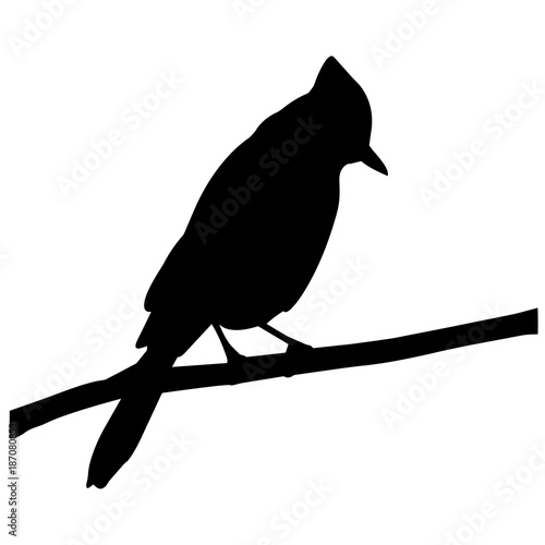 Blue jay