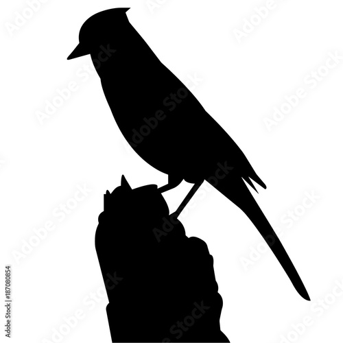 Blue jay