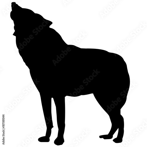 Coyote